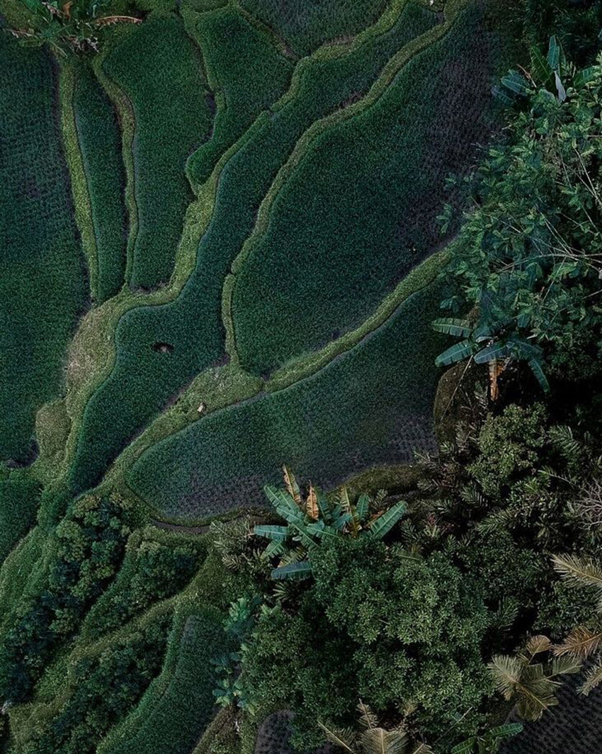 Carbon Offset Credit - 1 Person's Life (1 Year)